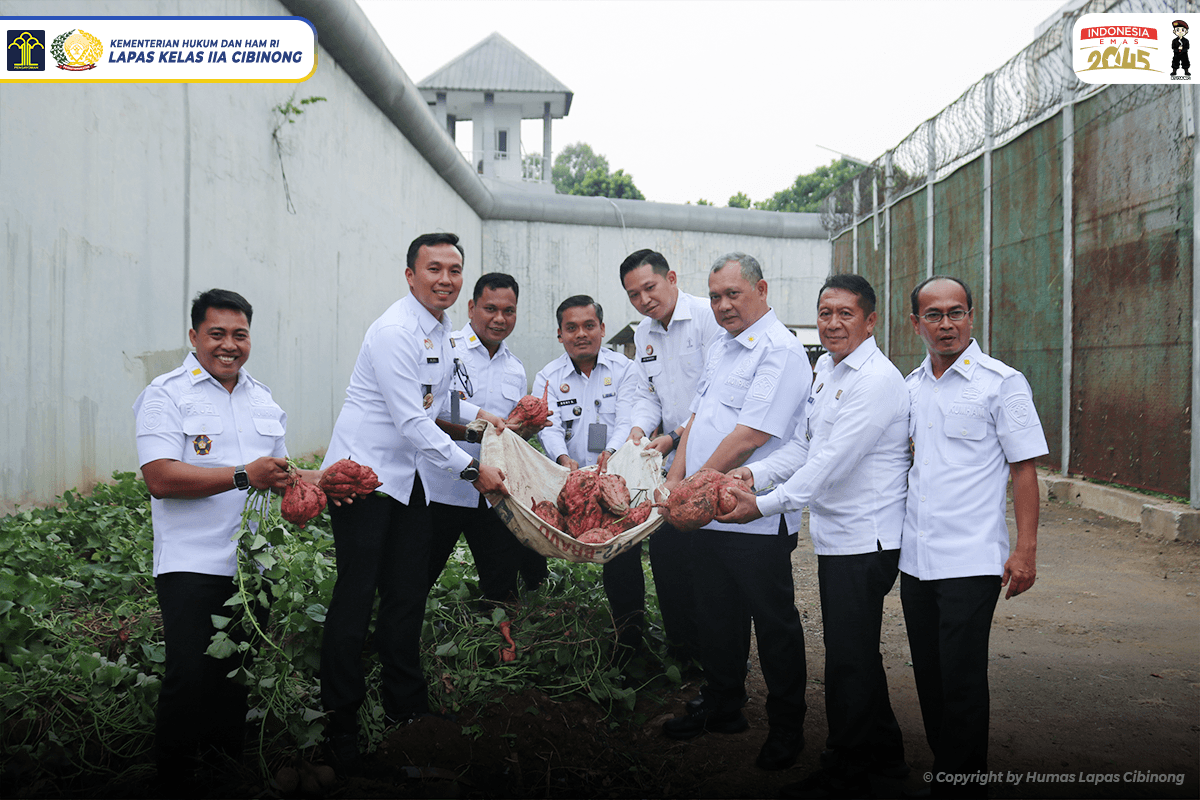 Wujudkan Program Ketahanan Pangan, Kadivpas Jawa Barat Bersama Jajaran Petugas Lapas Cibinong Lakukan Panen Raya Ubi Jalar Hasil Pembinaan Warga Binaan